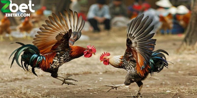 Xem trước lịch sử thi đấu: dựa vào phong độ gà từ những trận gần nhất.