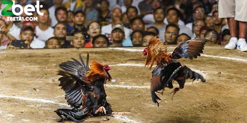 Đá gà từng là thú vui của nhiều thế hệ, đặc biệt vào dịp lễ hội hay cuối tuần
