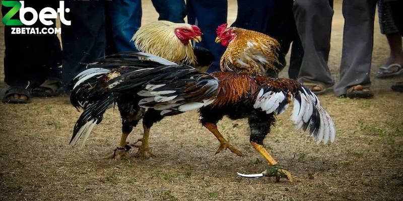 Một trong những trường nổi bật nhất là Thomo – Campuchia, được mệnh danh là "thánh địa đá gà Đông Dương"